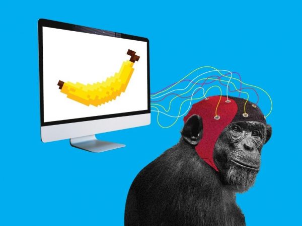 Neuralink Илона Маска показал обезьяну с вживленным чипом