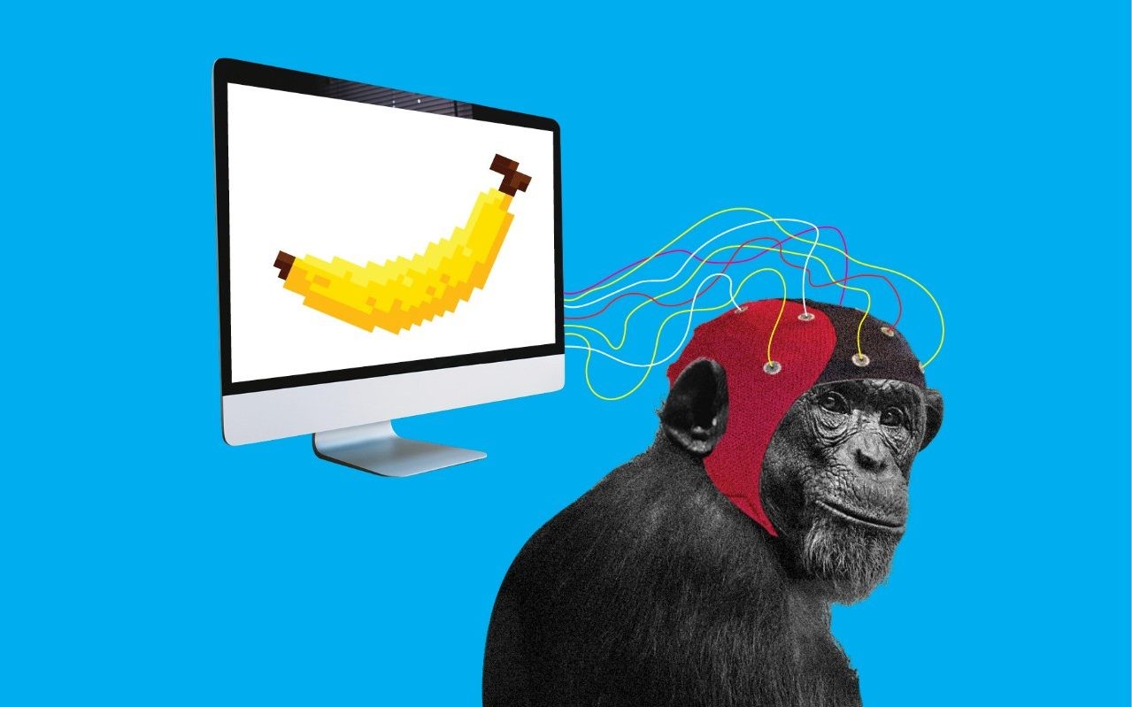 Neuralink Илона Маска показал обезьяну с вживленным чипом