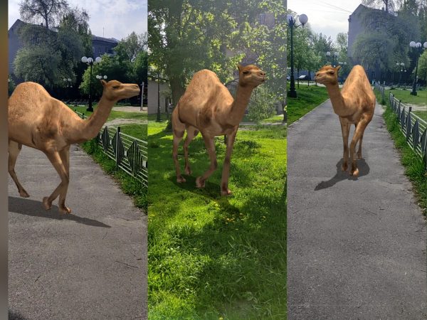 Разработка в дополненной реальности: верблюд(AR)