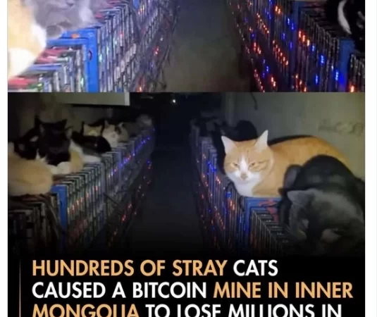 CryptoCats: как уличные коты “замайнили” майнеров