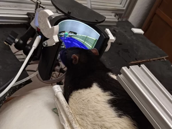 Крысы снова играют в Doom: эксперимент возобновлён спустя четыре года