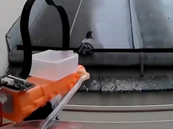 Австрийский инженер создал AI-защиту от голубей с водяным пистолетом